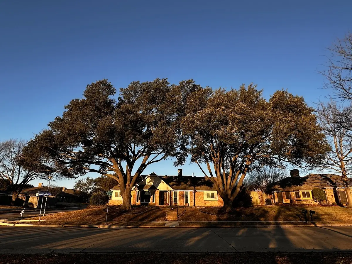 Established residential canopy tree shading a home in Gamaliel